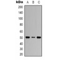 LifeSab™ Beta3-tubulin Mouse mAb (50 µl)