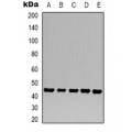 LifeSab™ Beta-catenin Mouse mAb (50 µl)