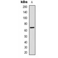 LifeSab™ active Caspase 3 Mouse mAb (50 µl)