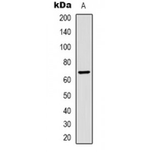 LifeSab™ active Caspase 3 Mouse mAb (50 µl)