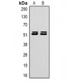 LifeSab™ Caspase 8 Mouse mAb (50 µl)