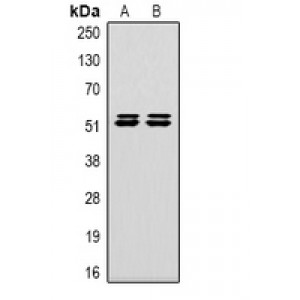 LifeSab™ Caspase 8 Mouse mAb (50 µl)