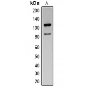 LifeSab™ COX4-1 Mouse mAb (50 µl)