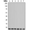 LifeSab™ Cyclophilin B Mouse mAb (50 µl)