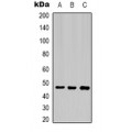 LifeSab™ Cytokeratin 18 Mouse mAb (50 µl)