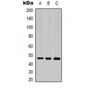 LifeSab™ Cytokeratin 18 Mouse mAb (50 µl)