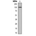 LifeSab™ ERK1/2 Mouse mAb (50 µl)