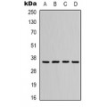LifeSab™ Fibronectin Mouse mAb (50 µl)