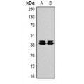 LifeSab™ Fibronectin Mouse mAb (50 µl)