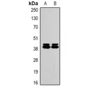 LifeSab™ Fibronectin Mouse mAb (50 µl)