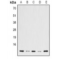 LifeSab™ Histone H3 (DiMethyl K36) Mouse mAb (50 µl)