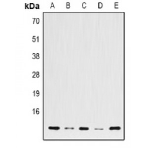 LifeSab™ Histone H3 (DiMethyl K36) Mouse mAb (50 µl)