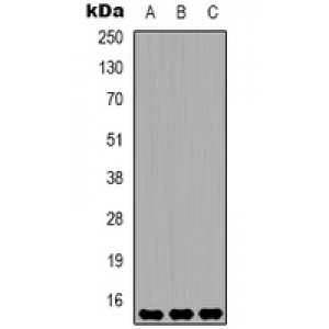 LifeSab™ Histone H3 (DiMethyl K79) Mouse mAb (50 µl)