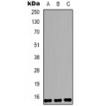 LifeSab™ Histone H3 (DiMethyl K9) Mouse mAb (50 µl)
