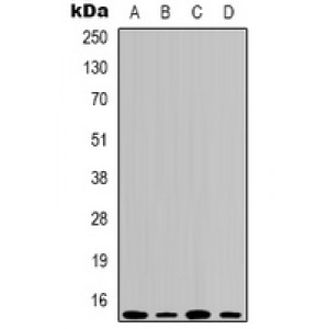 LifeSab™ Histone H3 (MonoMethyl K79) Mouse mAb (50 µl)