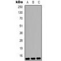 LifeSab™ Histone H3 (MonoMethyl K9) Mouse mAb (50 µl)