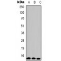 LifeSab™ Histone H3 (TriMethyl K9) Mouse mAb (50 µl)