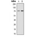 LifeSab™ HSP90 beta Mouse mAb (50 µl)