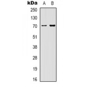 LifeSab™ HSP90 beta Mouse mAb (50 µl)