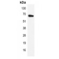 LifeSab™ Lamin B1 Mouse mAb (50 µl)