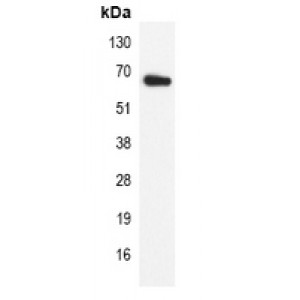 LifeSab™ Lamin B1 Mouse mAb (50 µl)