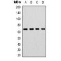 LifeSab™ MKK2 Mouse mAb (50 µl)