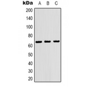 LifeSab™ p53 Mouse mAb (50 µl)
