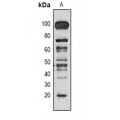 LifeSab™ PCNA Mouse mAb (50 µl)