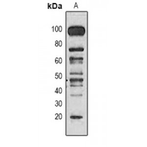 LifeSab™ PCNA Mouse mAb (50 µl)