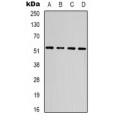 LifeSab™ STAT3 Mouse mAb (50 µl)