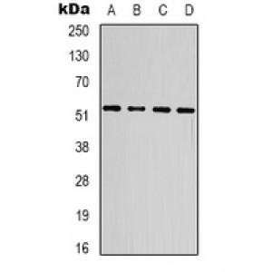 LifeSab™ STAT3 Mouse mAb (50 µl)