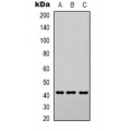 LifeSab™ STAT3 Mouse mAb (50 µl)