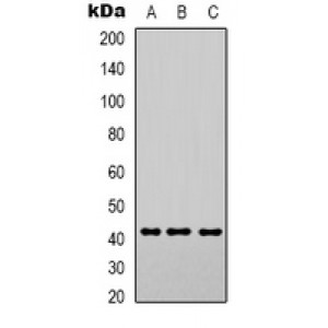 LifeSab™ STAT3 Mouse mAb (50 µl)