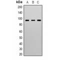 LifeSab™ Swiprosin-2 Mouse mAb (50 µl)