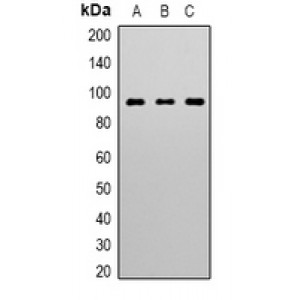 LifeSab™ Swiprosin-2 Mouse mAb (50 µl)