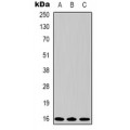 LifeSab™ TBP Mouse mAb (50 µl)