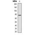 LifeSab™ XRCC4 Mouse mAb (50 µl)