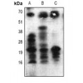 LifeSab™ AKT1 Rabbit pAb (50 µl)