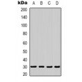 LifeSab™ BAI1 Rabbit pAb (50 µl)