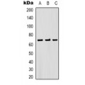 LifeSab™ Beta2A-tubulin Rabbit pAb (50 µl)