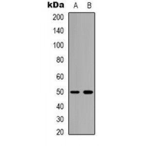 LifeSab™ Beta3-tubulin Rabbit pAb (50 µl)