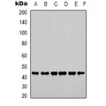 LifeSab™ Beta-tubulin Rabbit pAb (50 µl)