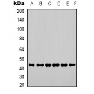 LifeSab™ Beta-tubulin Rabbit pAb (50 µl)