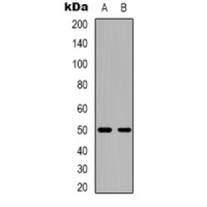 LifeSab™ CACNG3 Rabbit pAb (50 µl)