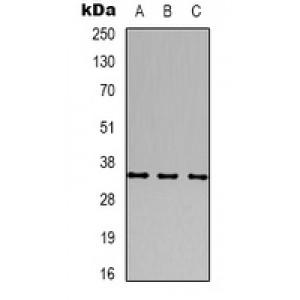 LifeSab™ CACNG4 Rabbit pAb (50 µl)