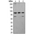 LifeSab™ Caspase 8 Rabbit pAb (50 µl)