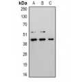 LifeSab™ CD184 Rabbit pAb (50 µl)