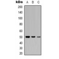 LifeSab™ c-FOS Rabbit pAb (50 µl)