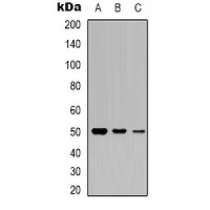 LifeSab™ c-FOS Rabbit pAb (50 µl)