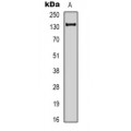 LifeSab™ EPG5 Rabbit pAb (50 µl)